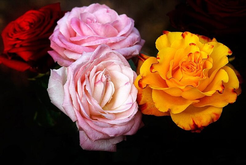 Three Roses in Focus — Pink
