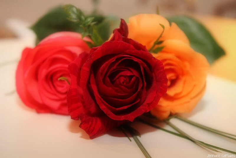 Three Roses in Focus