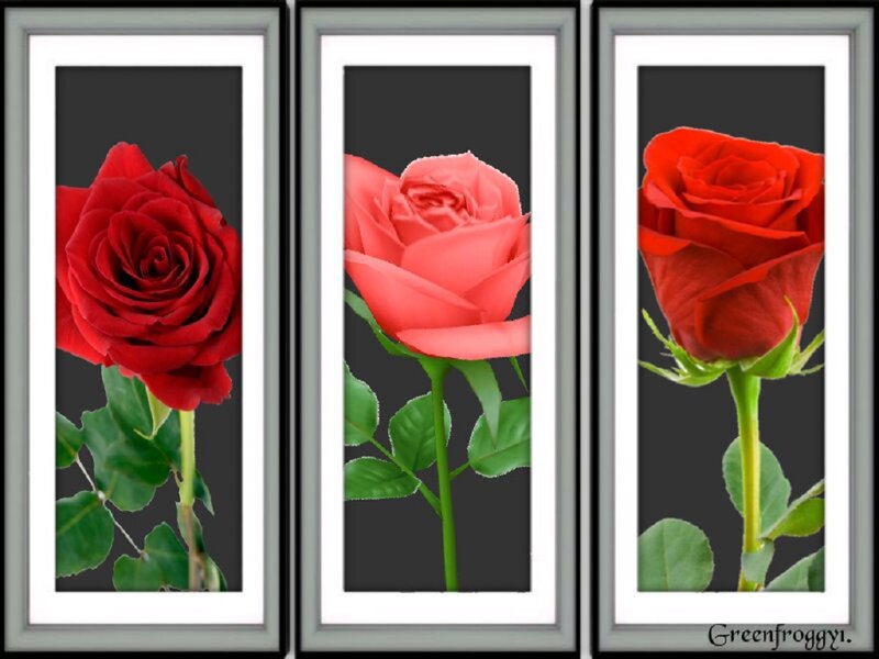 Three Roses in Frames