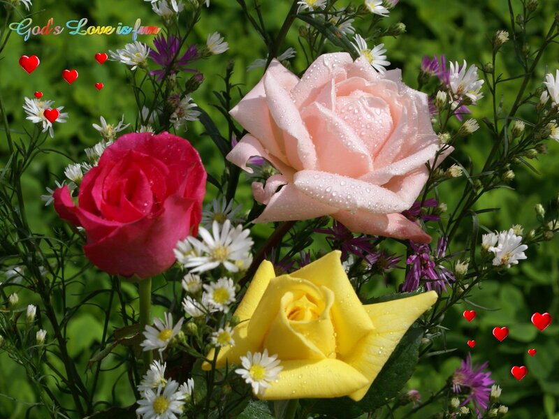 Three Roses in Garden