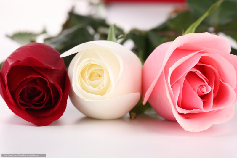 Three roses in red, white, and pink