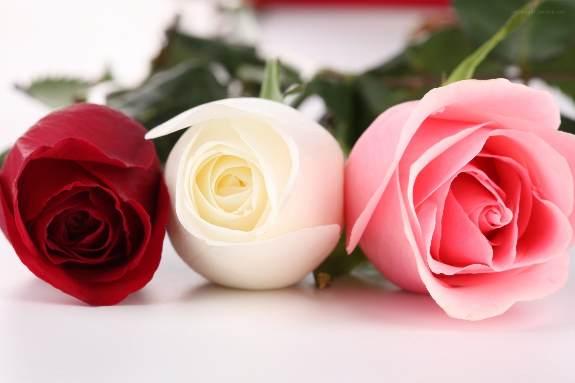 Three roses in red, white, and pink