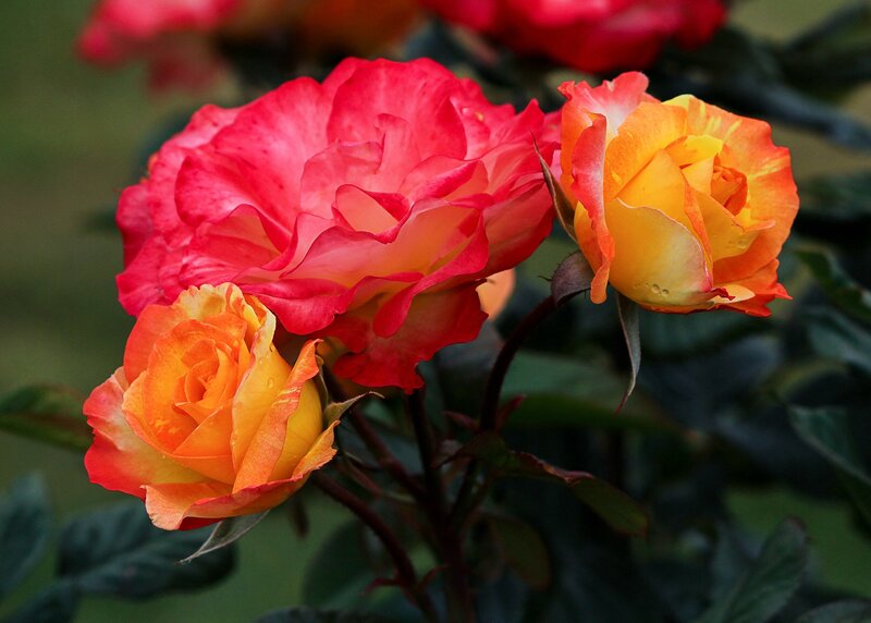 Three Roses on a Bush