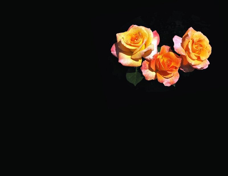 three roses on black background
