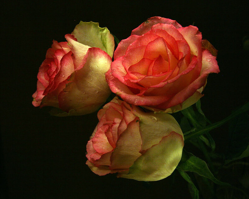 Three Roses on Black — Red