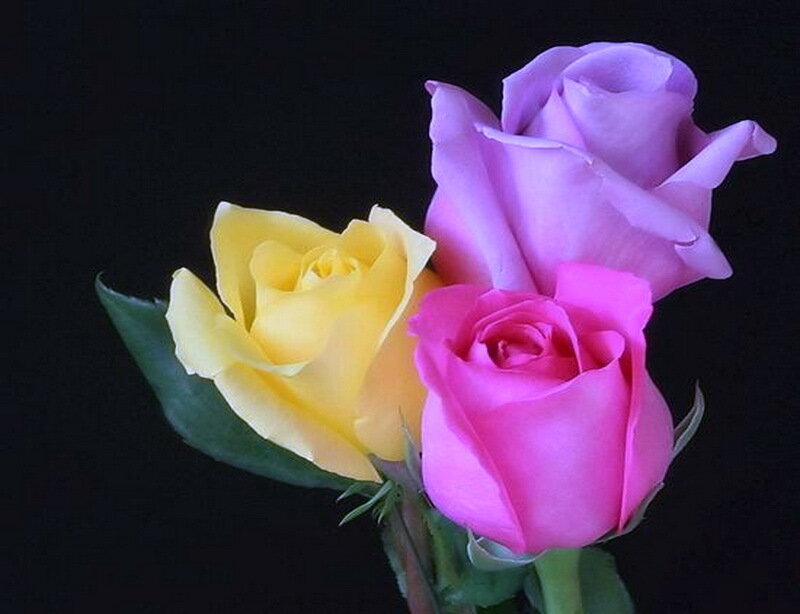Three Roses on Black