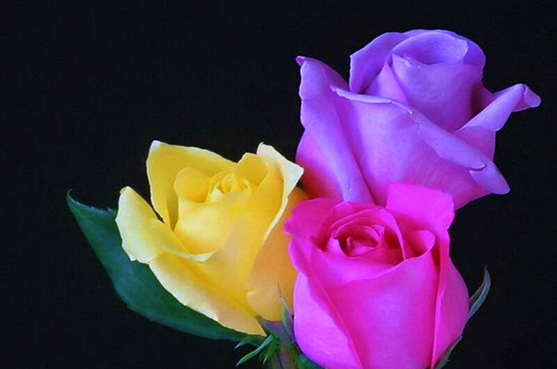 Three Roses on Black — Yellow