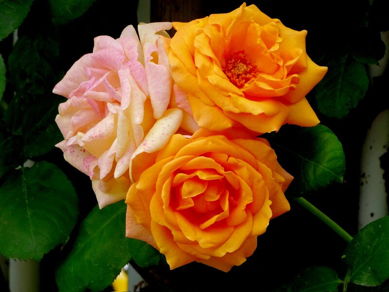 Three Roses on Bush