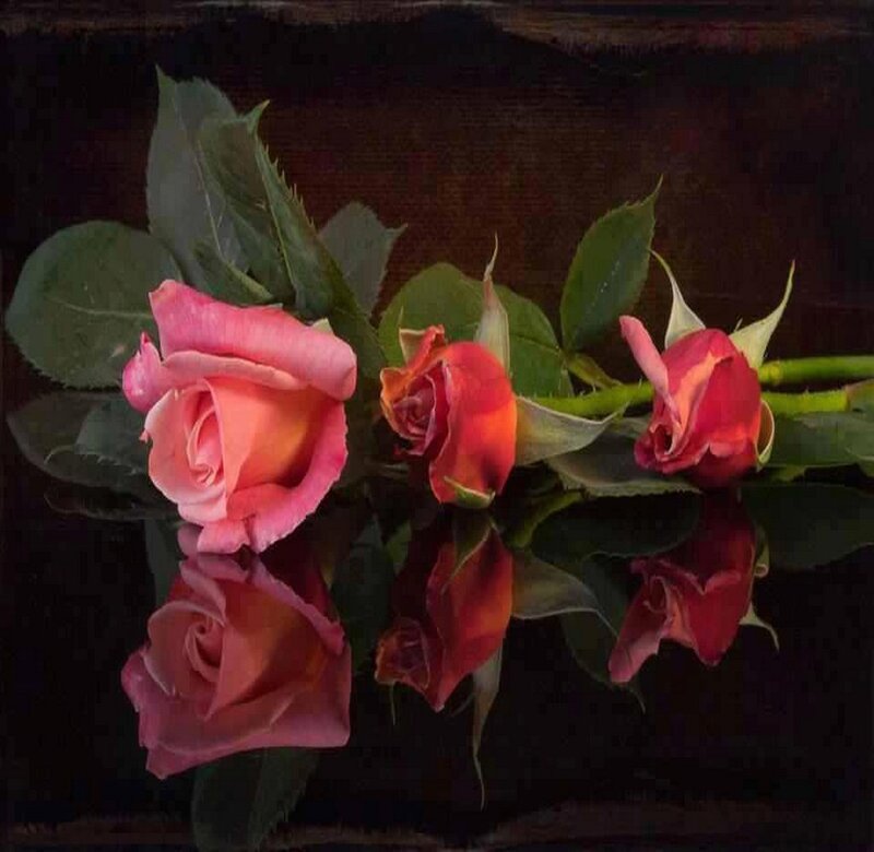 Three Roses on Dark Surface — Pink