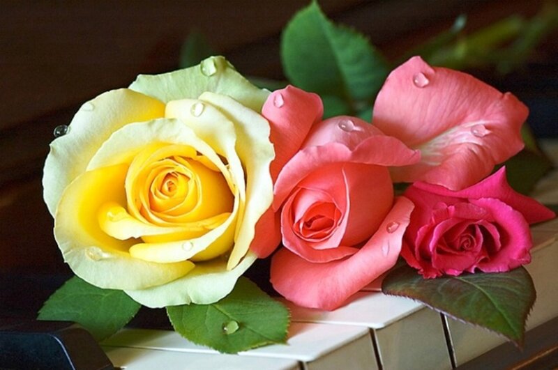 Three Roses on Piano Keys