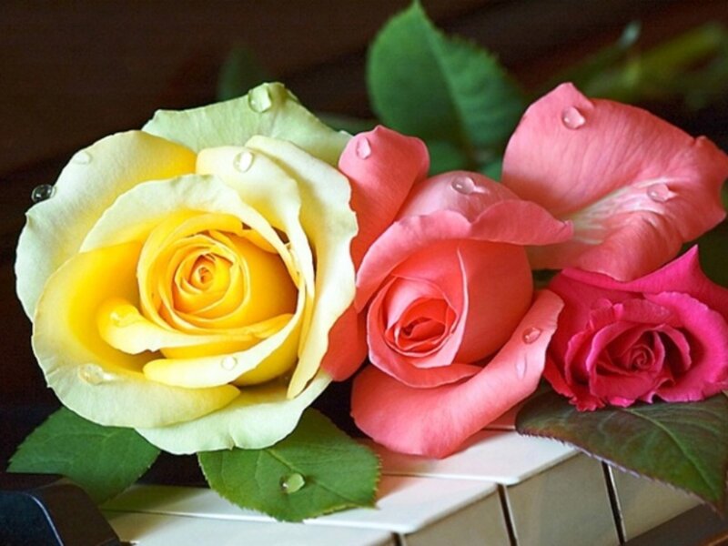 Three Roses on Piano Keys — Yellow