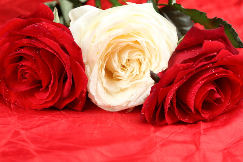 Three Roses on Red Fabric