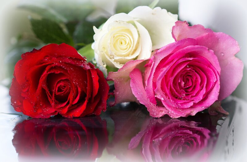 Three Roses on Reflective Surface — Red, Serene
