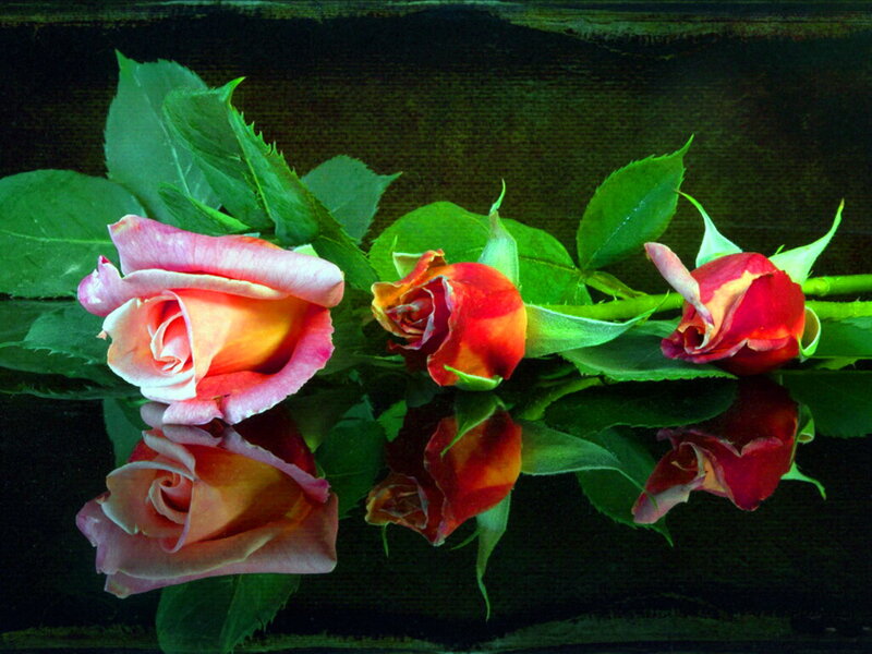 Three Roses on Reflective Surface