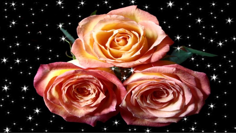 Three roses on starry background