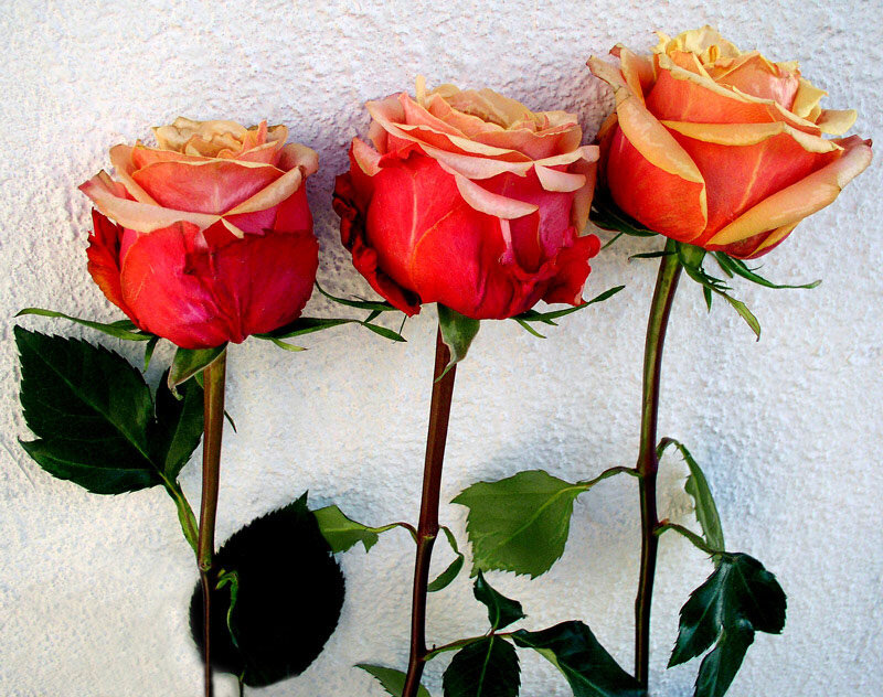 Three Roses on Stems — Red