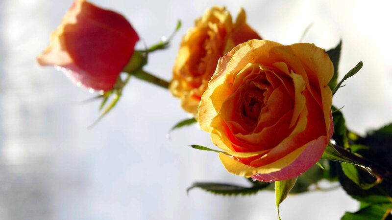 Three Roses on Stems