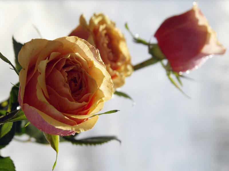 Three Roses on Stems — Yellow
