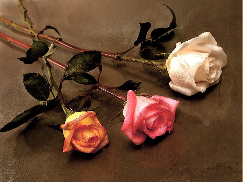 Three Roses on Surface