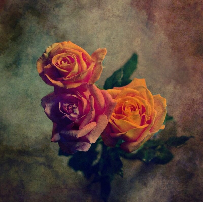 Three Roses on Textured Background