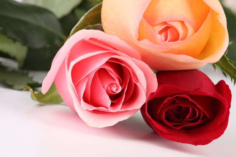 Three Roses on White