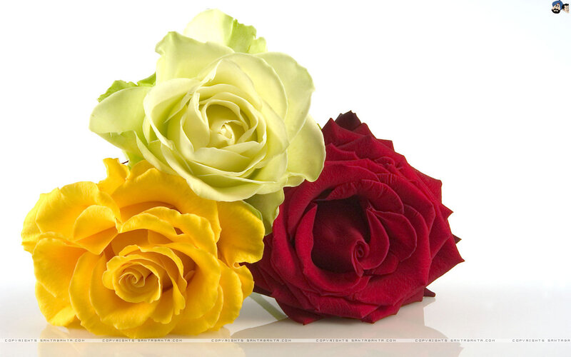 Three Roses on White — Yellow