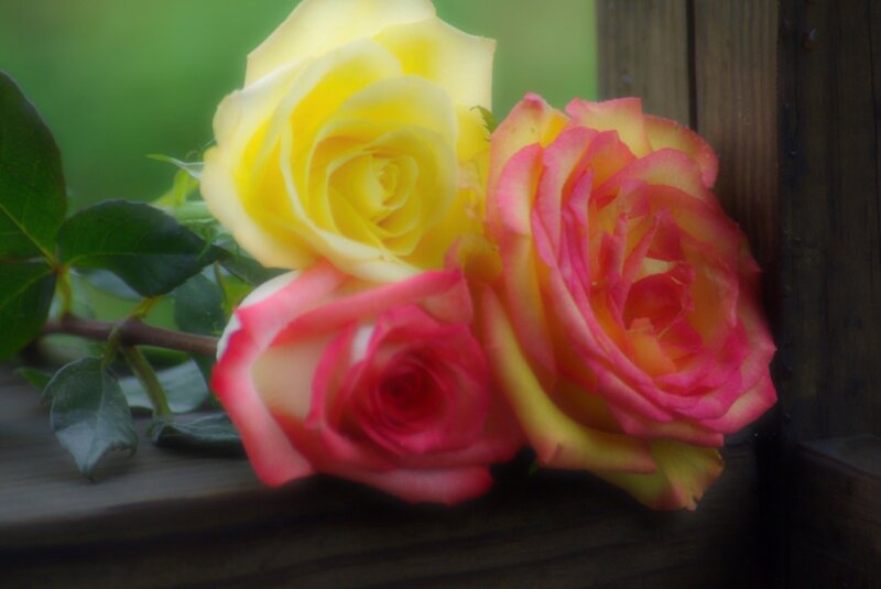 Three Roses on Wood