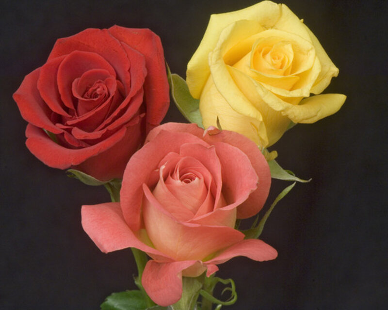Three Roses — Red, Calm