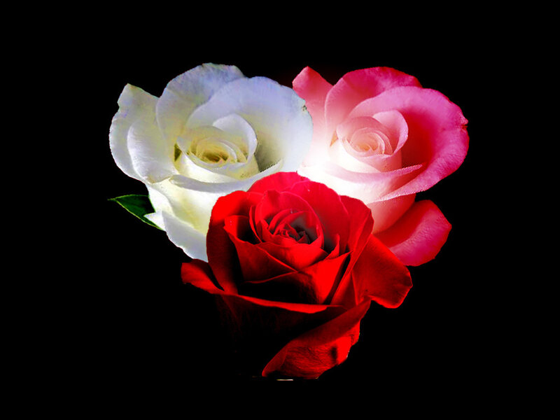 Three Roses