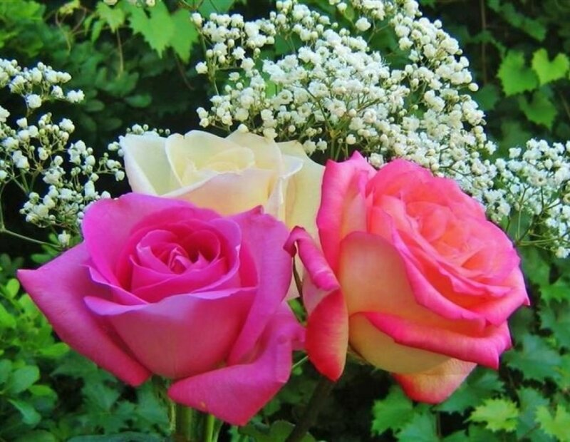 Three Roses with Baby's Breath — Pink, Serene