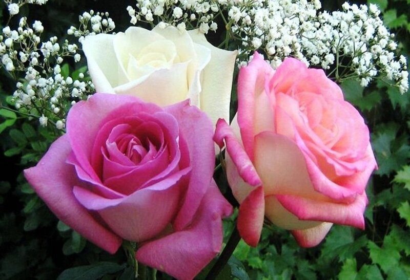 Three Roses with Baby's Breath — Pink