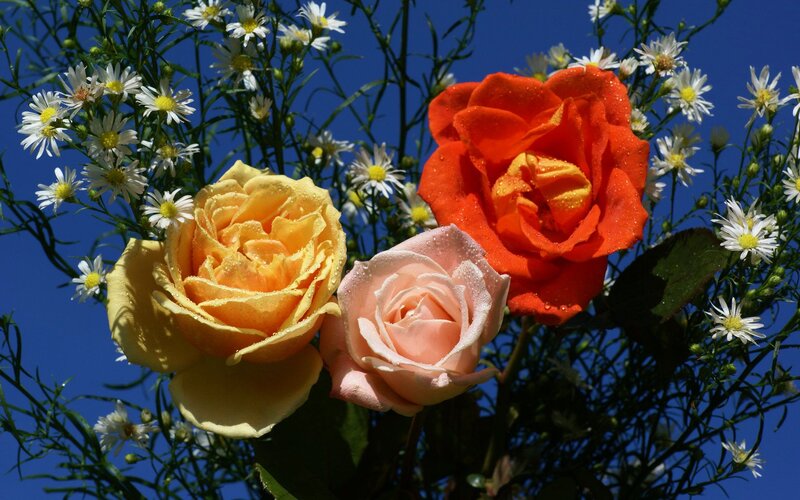 Three Roses with Daisies — Red, Bright, Afternoon