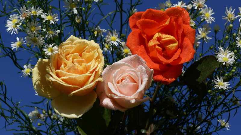 Three Roses with Daisies — Red