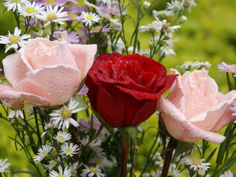 Three Roses with Daisies