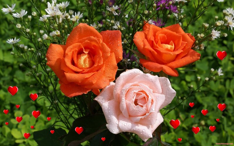 Three Roses with Dew