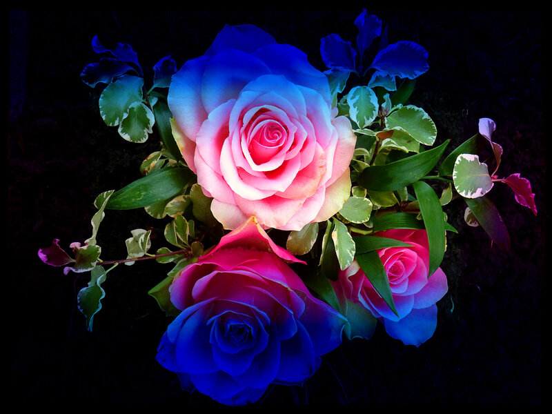 Three Roses with Leaves