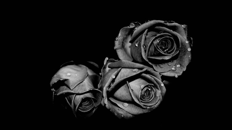 Three Roses with Water Droplets — Black, Dramatic, Photograph