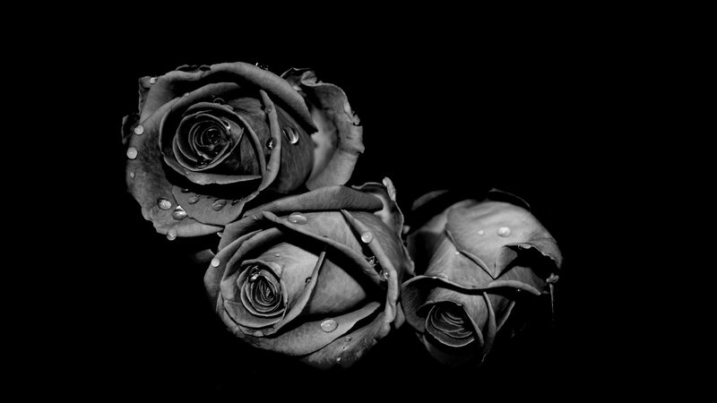 Three Roses with Water Droplets — Black, Dramatic, Photograph, Water Droplets