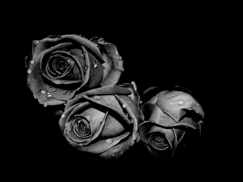Three Roses with Water Droplets — Black