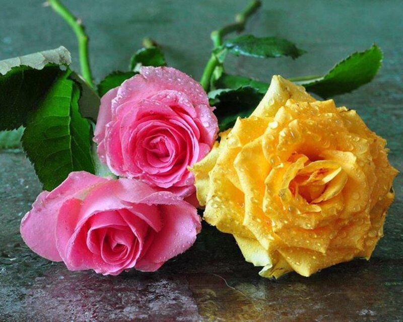 Three Roses with Water Droplets — Pink, Calm, Photograph, Leaves