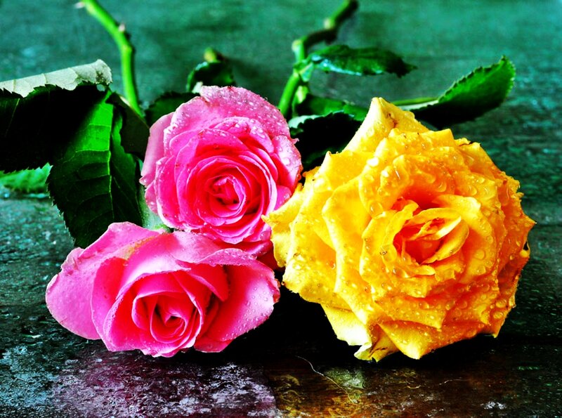 Three Roses with Water Droplets — Pink, Calm, Photograph