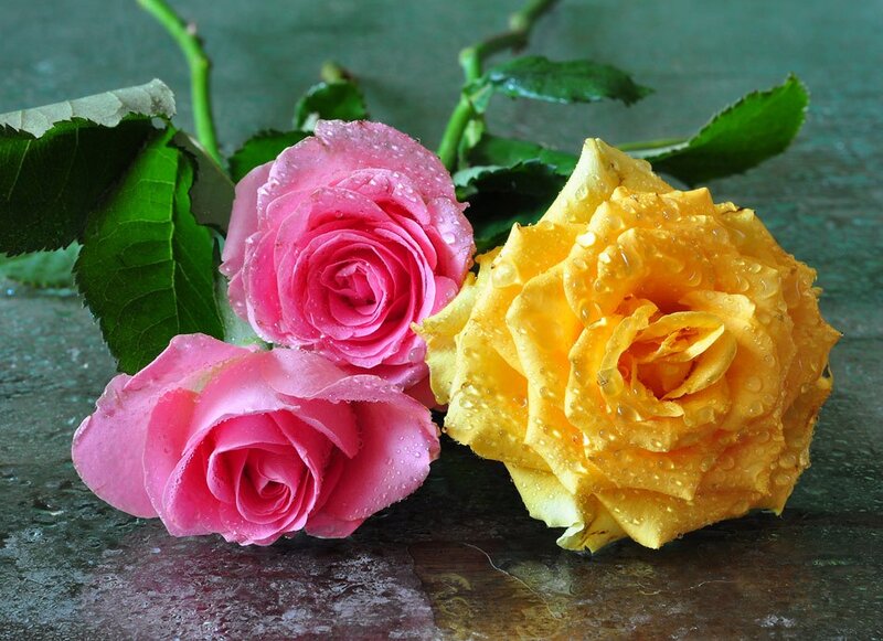 Three Roses with Water Droplets — Pink, Calm