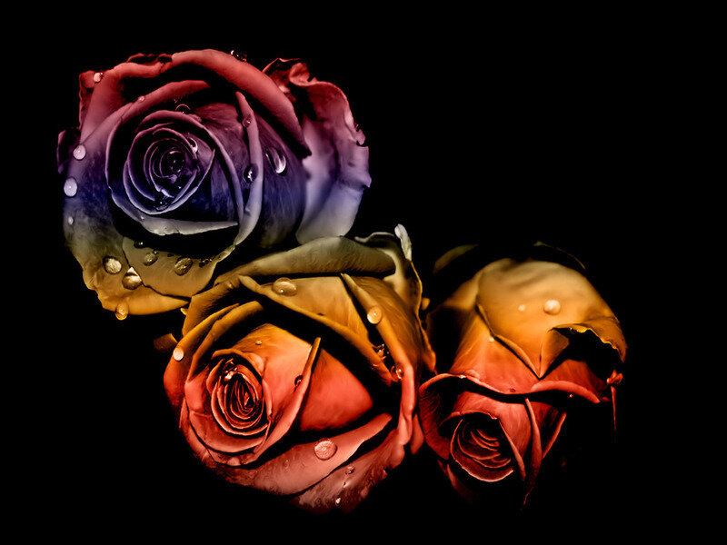 Three Roses with Water Droplets — Purple