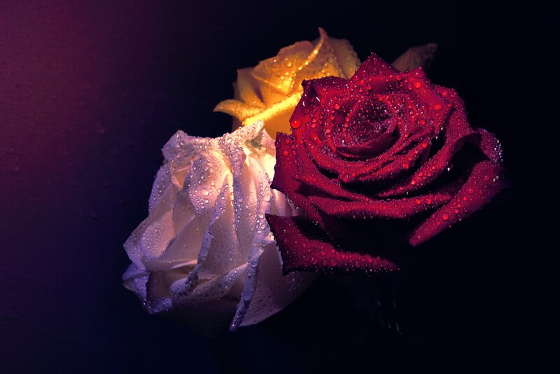 Three Roses with Water Droplets — Red, Dramatic