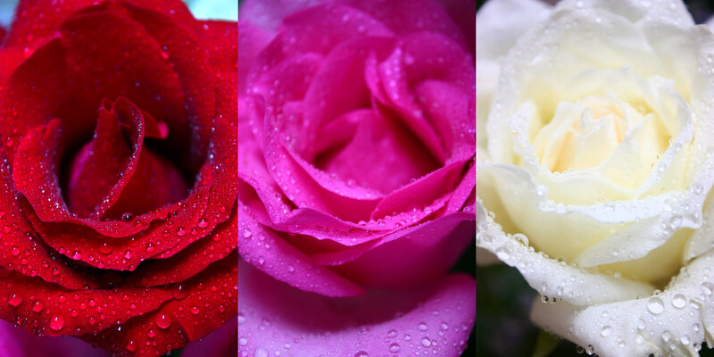 Three Roses with Water Droplets — Red