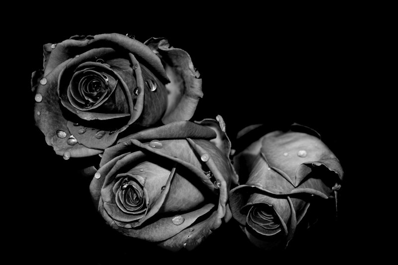 Three roses with water droplets