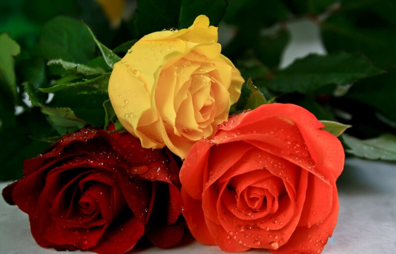 Three Roses with Water Droplets — Yellow