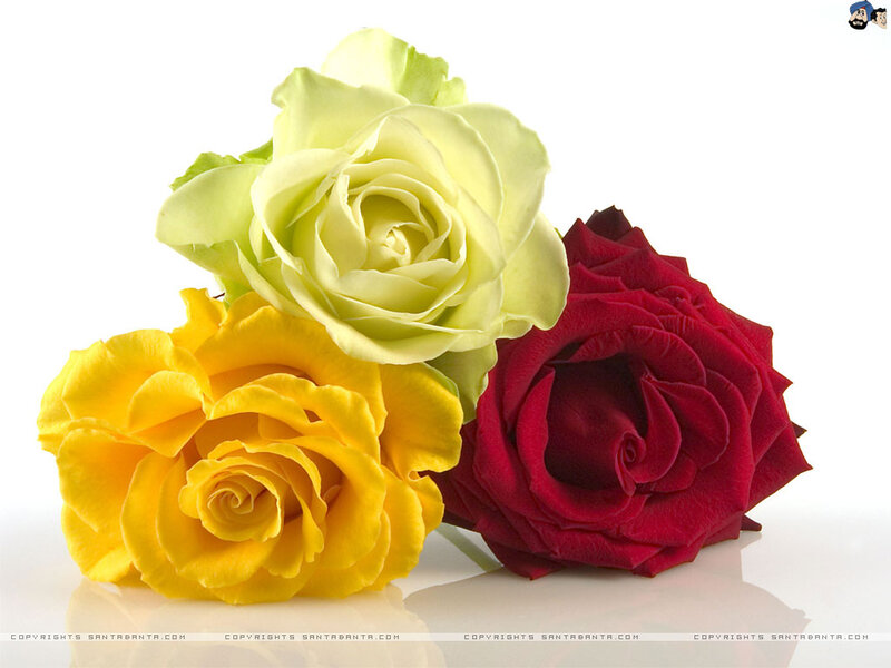 Three Roses — Yellow, Calm