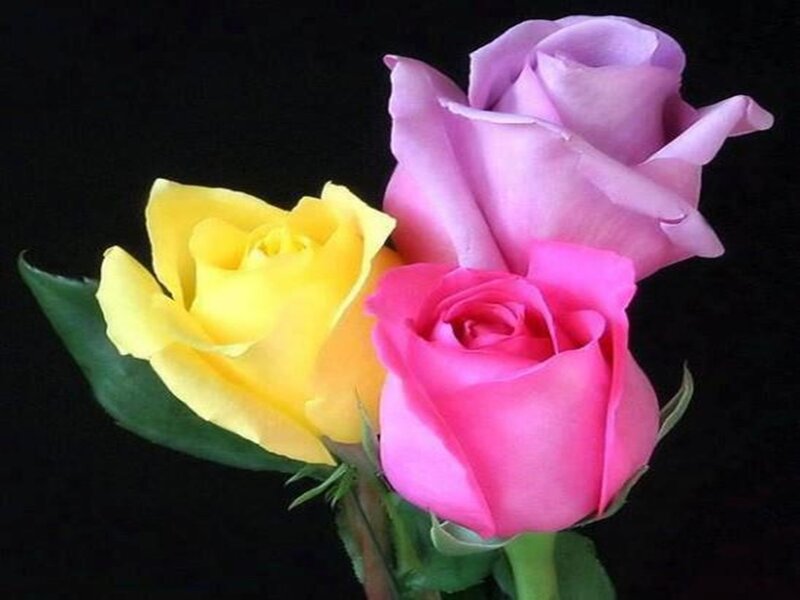 Three Roses — Yellow