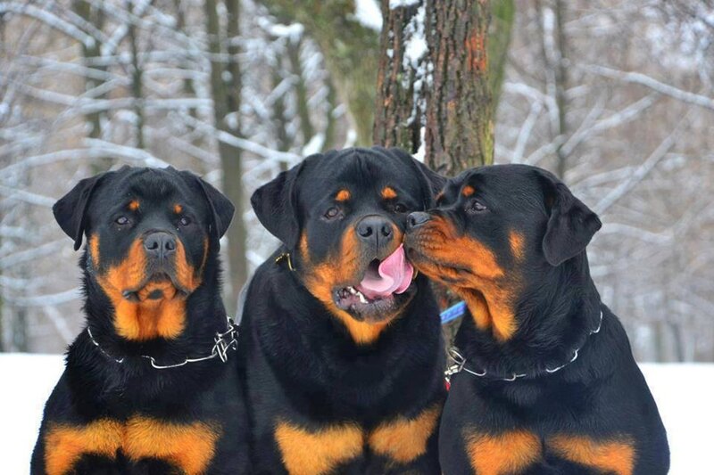 Three Rottweiler Dogs